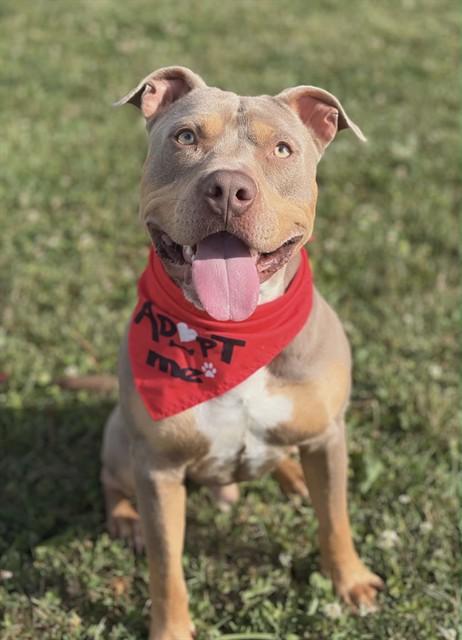 Enlarge KYRIE, a Adoptable Pit Bull Terrier in Fairfield, CA image 1/1