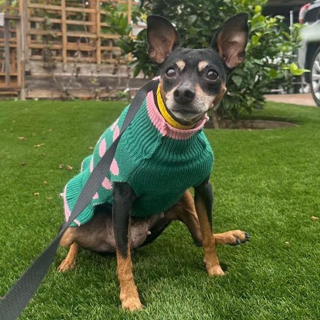 Glimmer, Adoptable, Adult Female Miniature Pinscher & Chihuahua.