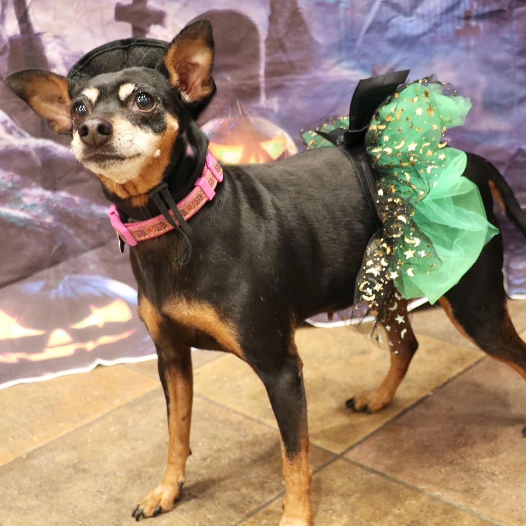 Glimmer, a Adoptable mixed breed in Apple Valley, CA image 2/4