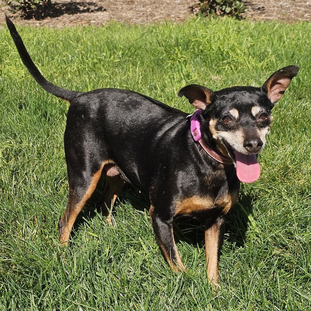 Glimmer, a Adoptable mixed breed in Apple Valley, CA image 3/4