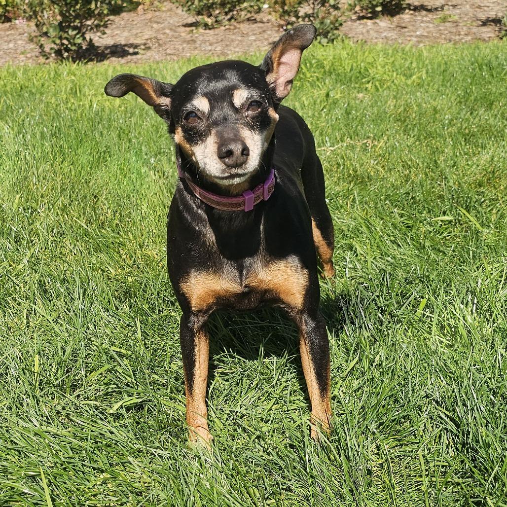 Glimmer, a Adoptable mixed breed in Apple Valley, CA image 4/4