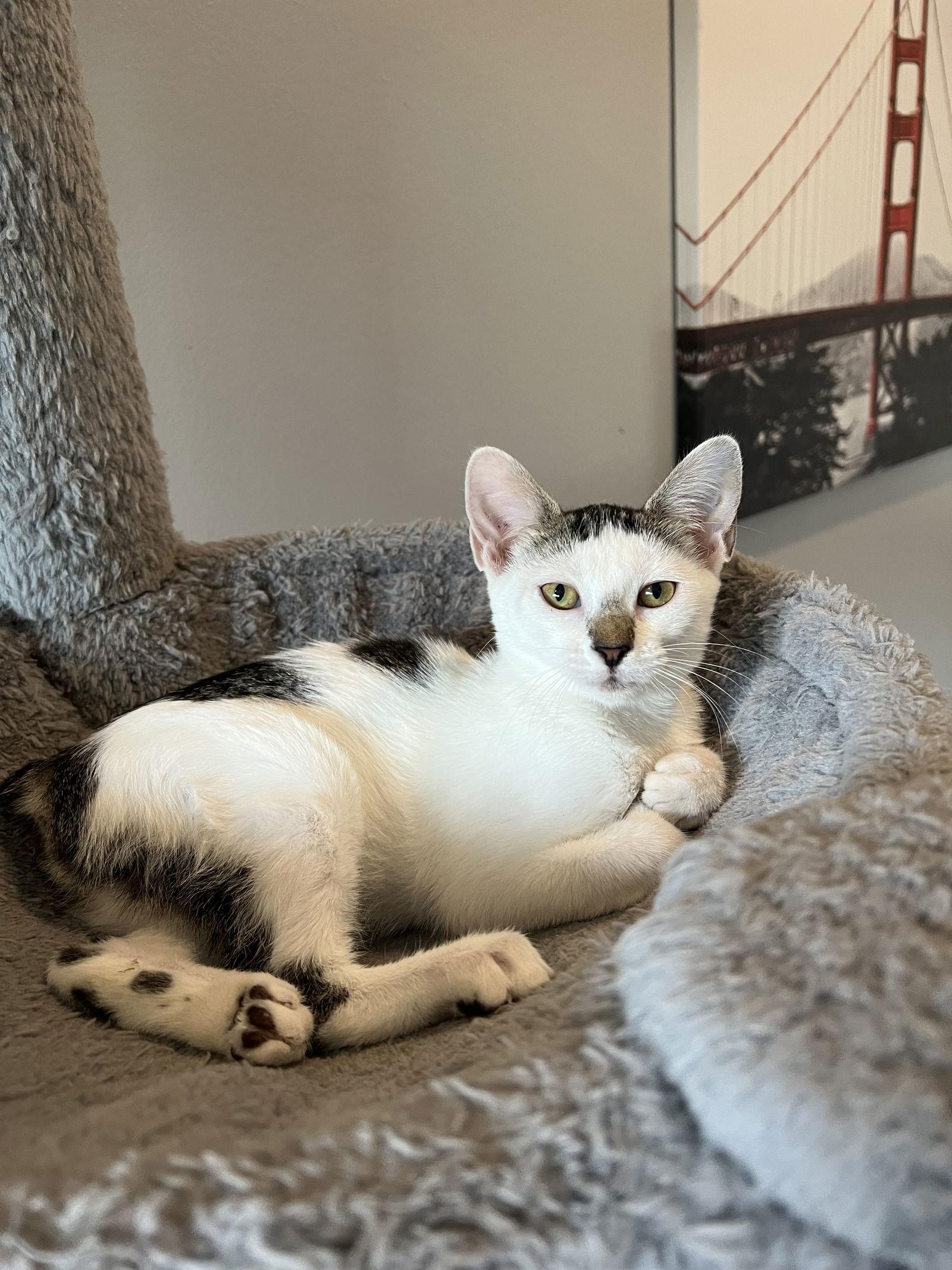 Violet (4782), Adoptable, Kitten Female Manx & Domestic Short Hair.