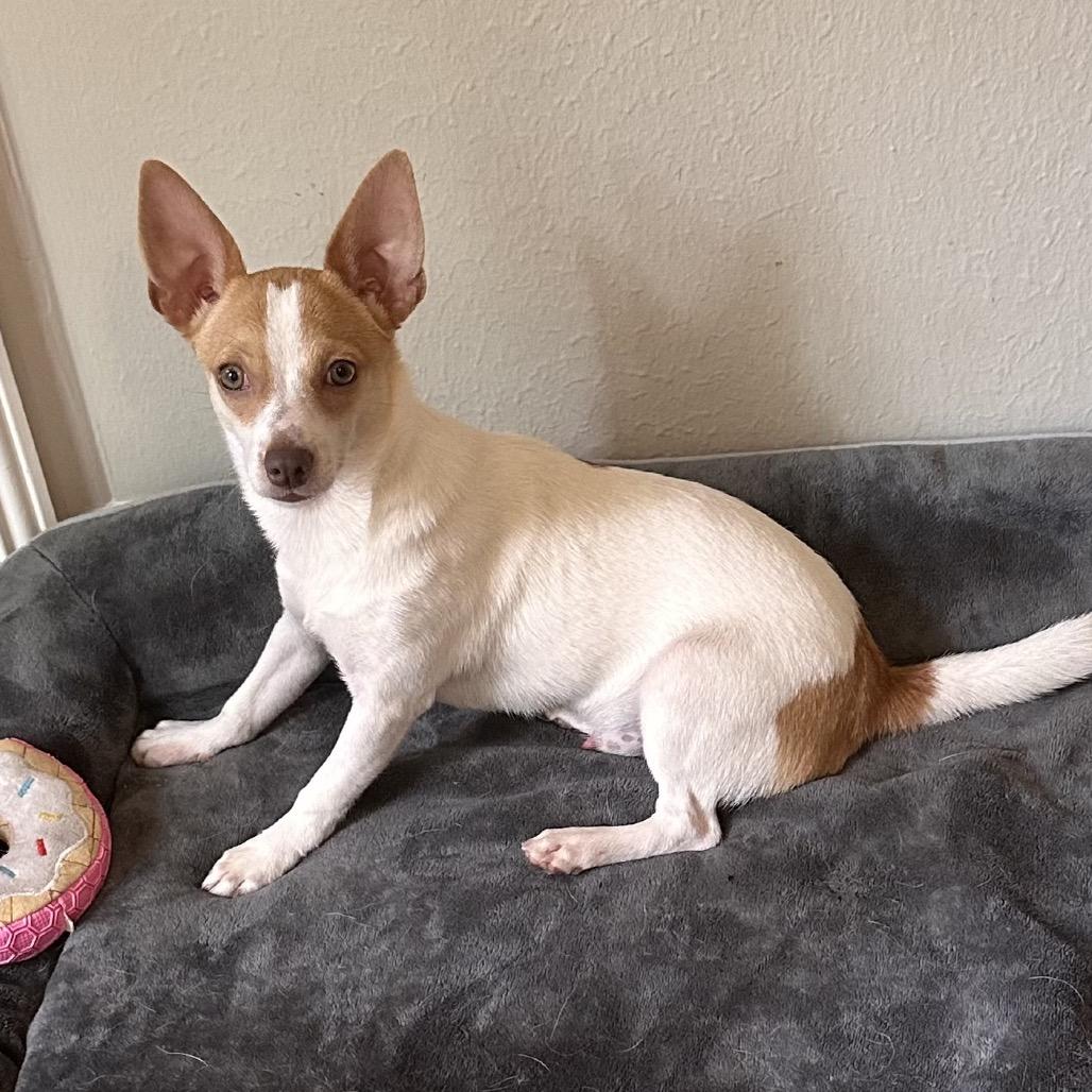 Willie, Adoptable, Young Male Mixed Breed.
