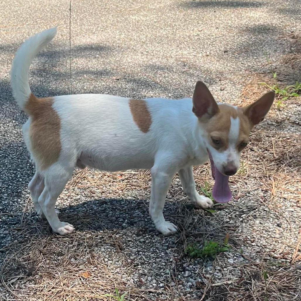 Willie, Adoptable, Young Male Mixed Breed.