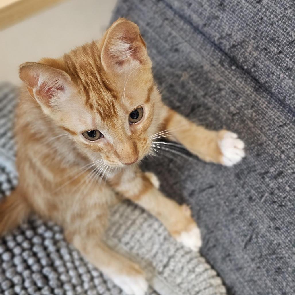 Enlarge Dougal, a Adoptable Domestic Short Hair in Houston, TX image 1/5