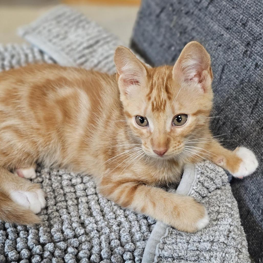 Enlarge Dougal, a Adoptable Domestic Short Hair in Houston, TX image 2/5