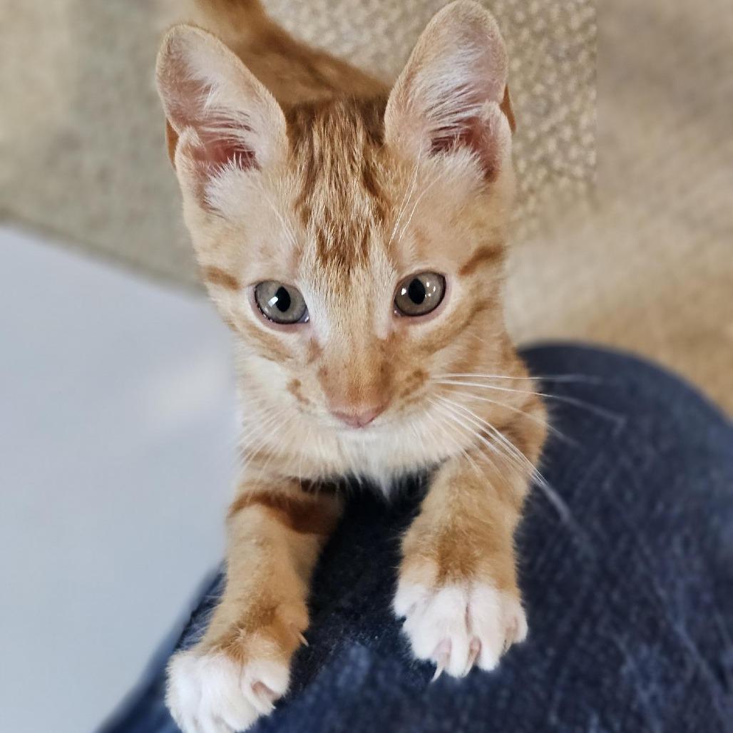 Enlarge Dougal, a Adoptable Domestic Short Hair in Houston, TX image 3/5