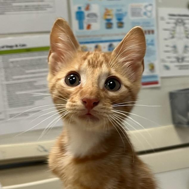 Enlarge Dougal, a Adoptable Domestic Short Hair in Houston, TX image 4/5