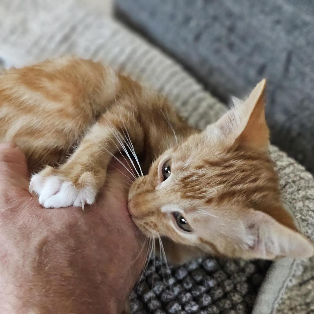 Enlarge Dougal, a Adoptable Domestic Short Hair in Houston, TX image 5/5