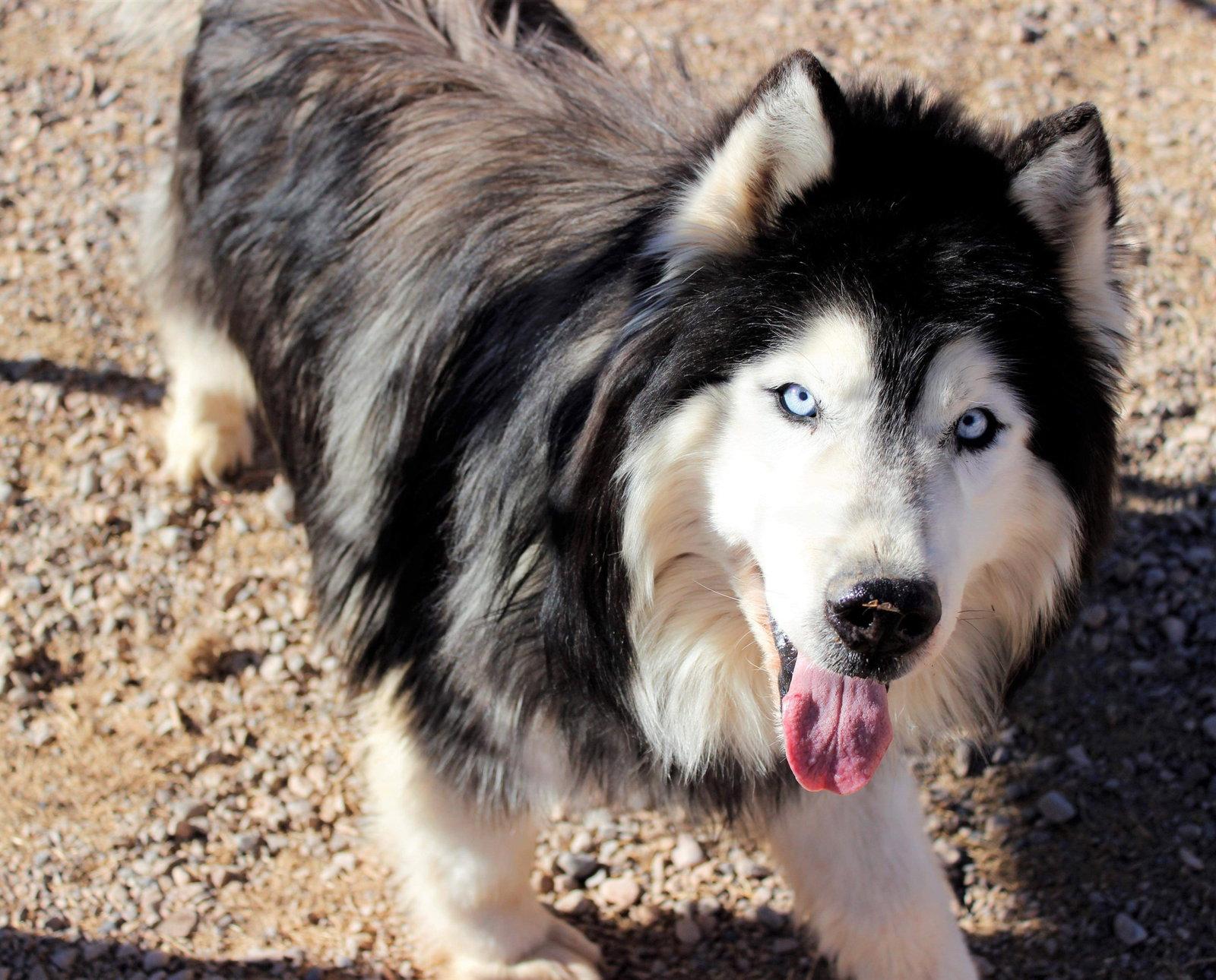 Oso, Adopted, Senior Male Siberian Husky.