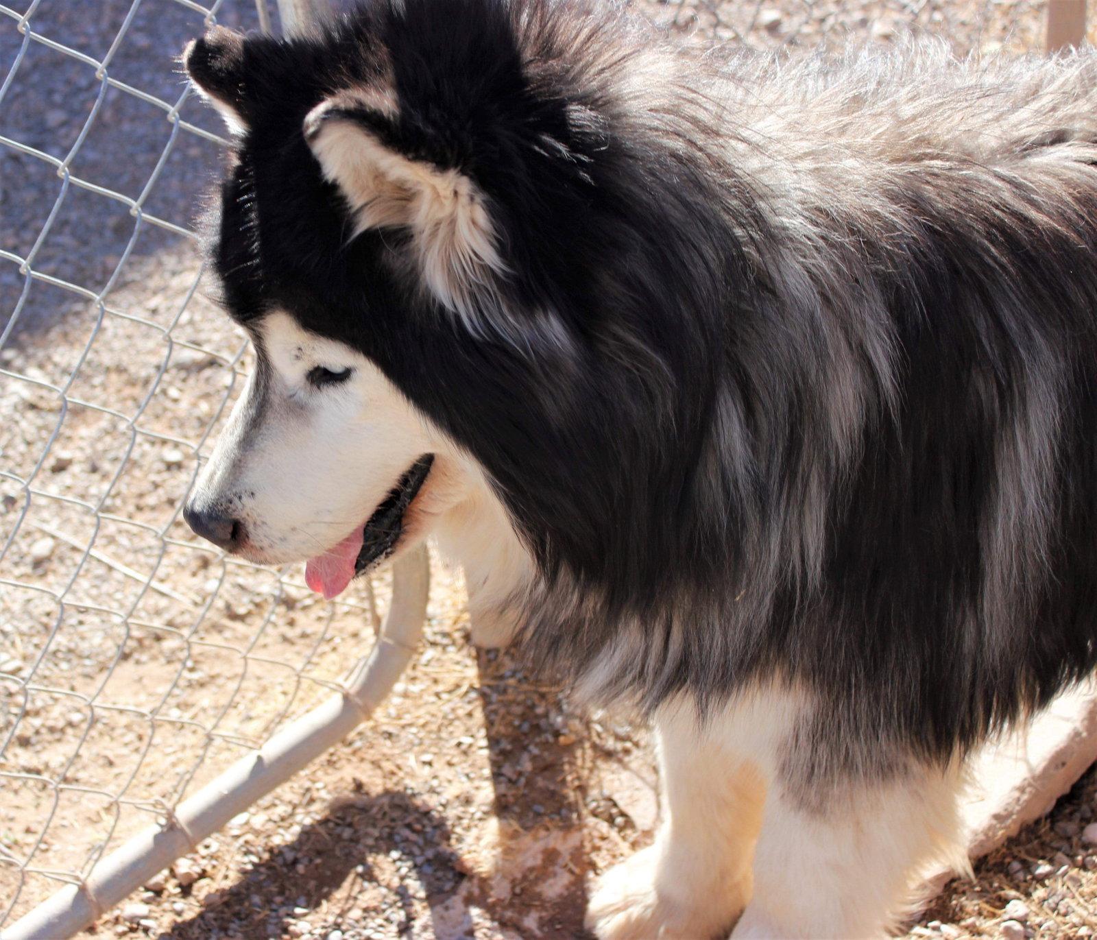 Enlarge Oso, a Adopted Siberian Husky in Cedar Crest, NM image 2/3