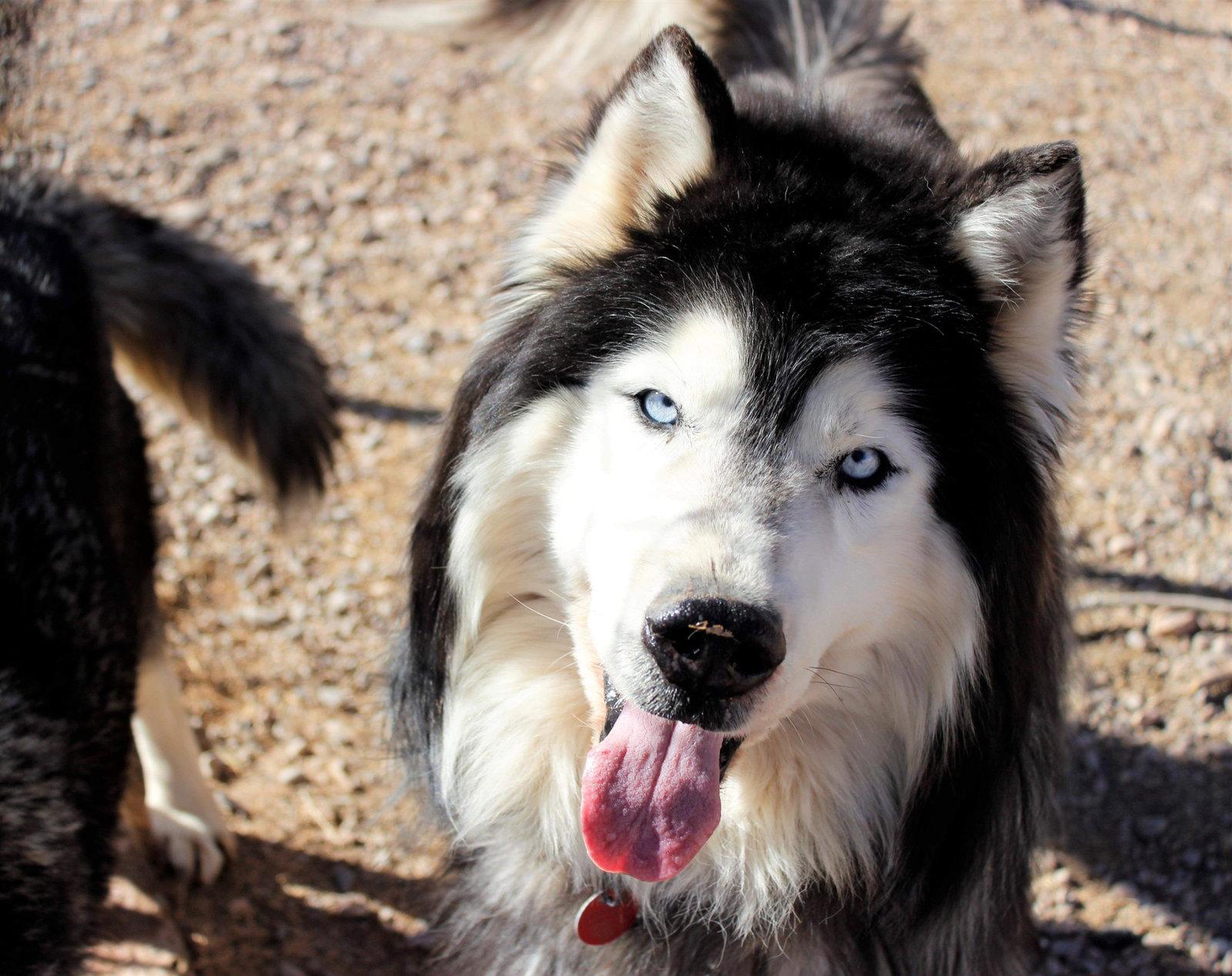 Enlarge Oso, a Adopted Siberian Husky in Cedar Crest, NM image 3/3