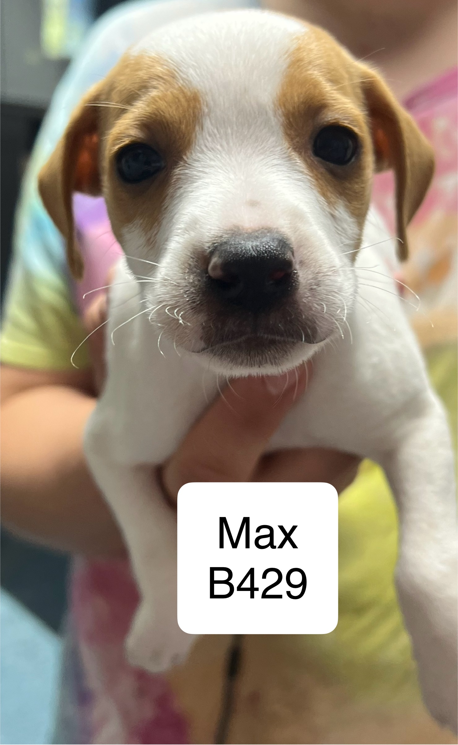 Dog for adoption Max, a Feist Mix in NC Petfinder