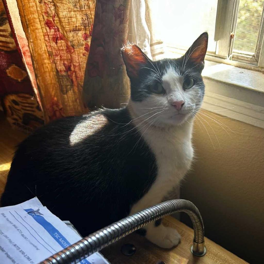 Pretty Girl, Adoptable, Adult Female Domestic Short Hair.