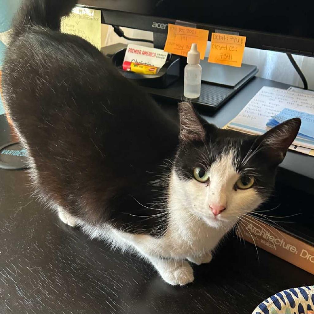 Pretty Girl, a Adoptable Domestic Short Hair in Los Angeles, CA image 2/4