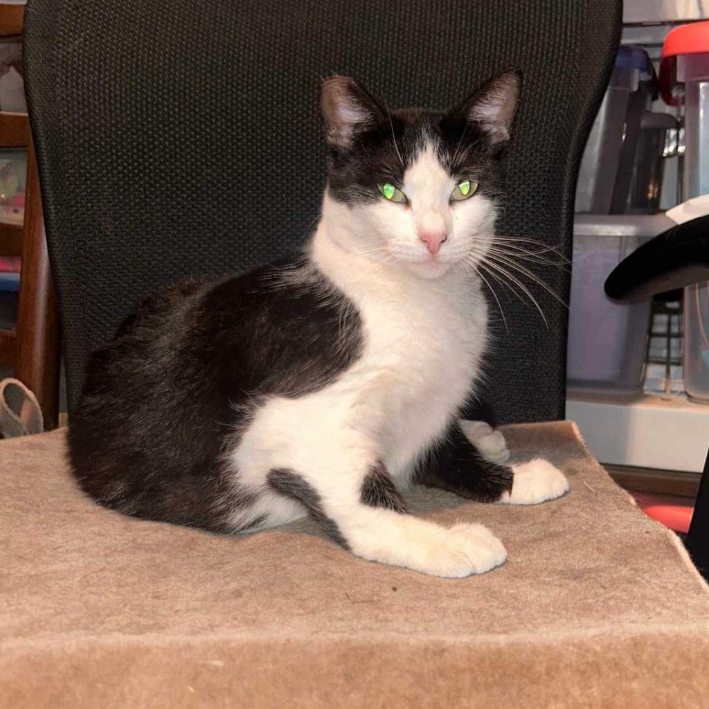 Pretty Girl, a Adoptable Domestic Short Hair in Los Angeles, CA image 3/4