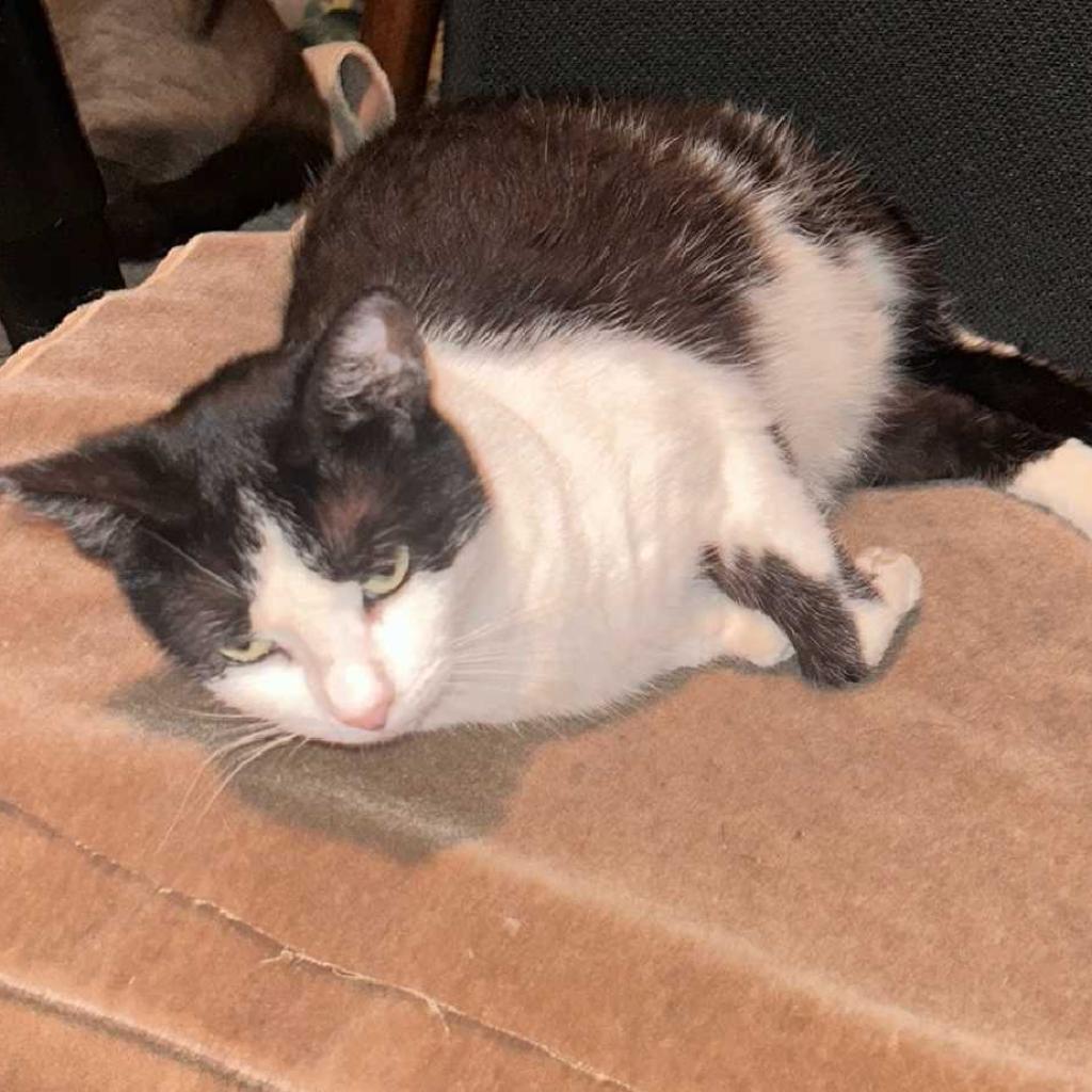 Pretty Girl, a Adoptable Domestic Short Hair in Los Angeles, CA image 4/4