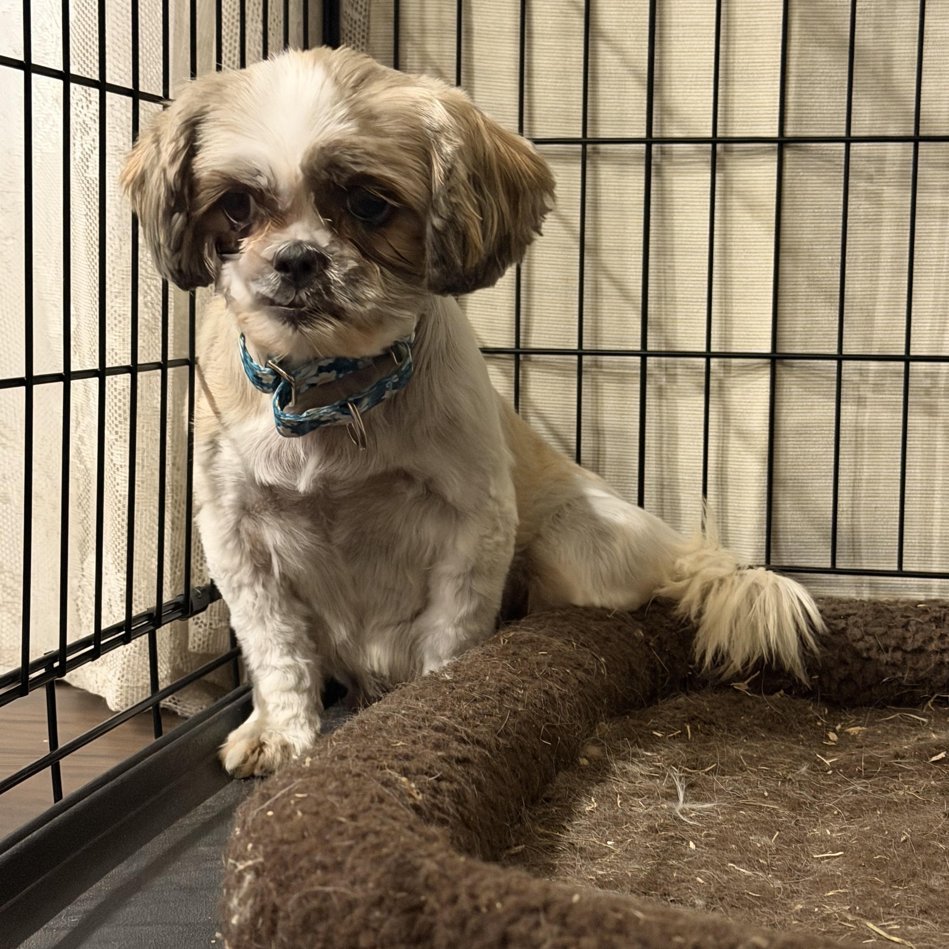 Enlarge HazelNut, a Adoptable Shih Tzu in Hindsboro, IL image 3/3