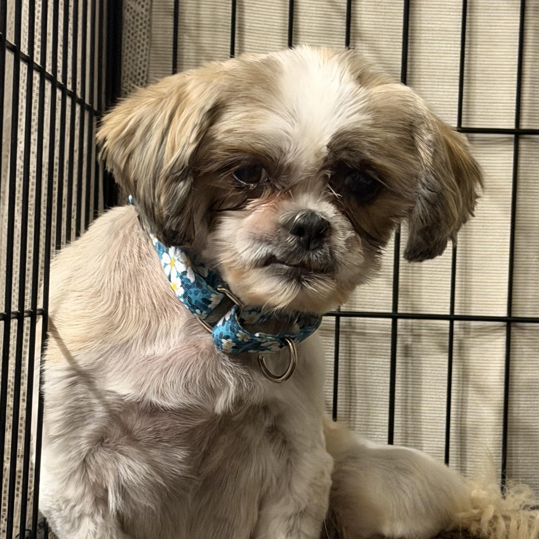 HazelNut, Adoptable, Senior Female Shih Tzu.