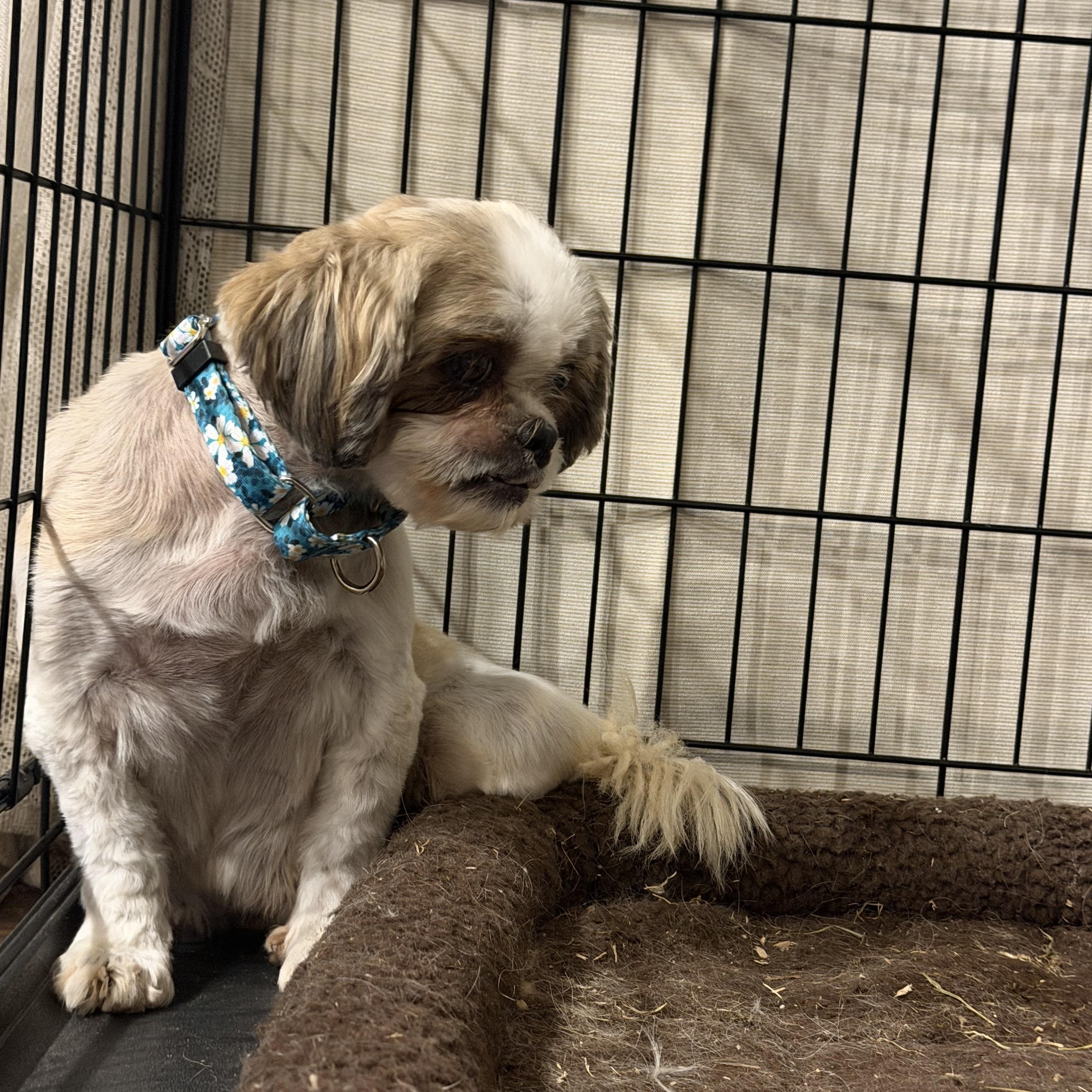 Enlarge HazelNut, a Adoptable Shih Tzu in Hindsboro, IL image 2/3
