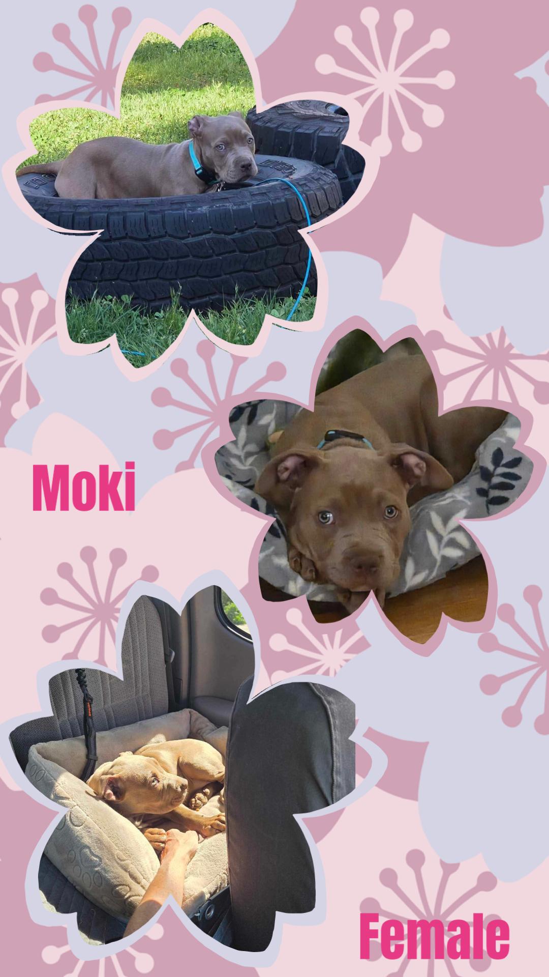 Moki, a ADOPTABLE American Staffordshire Terrier in Eugene, OR image 3/4