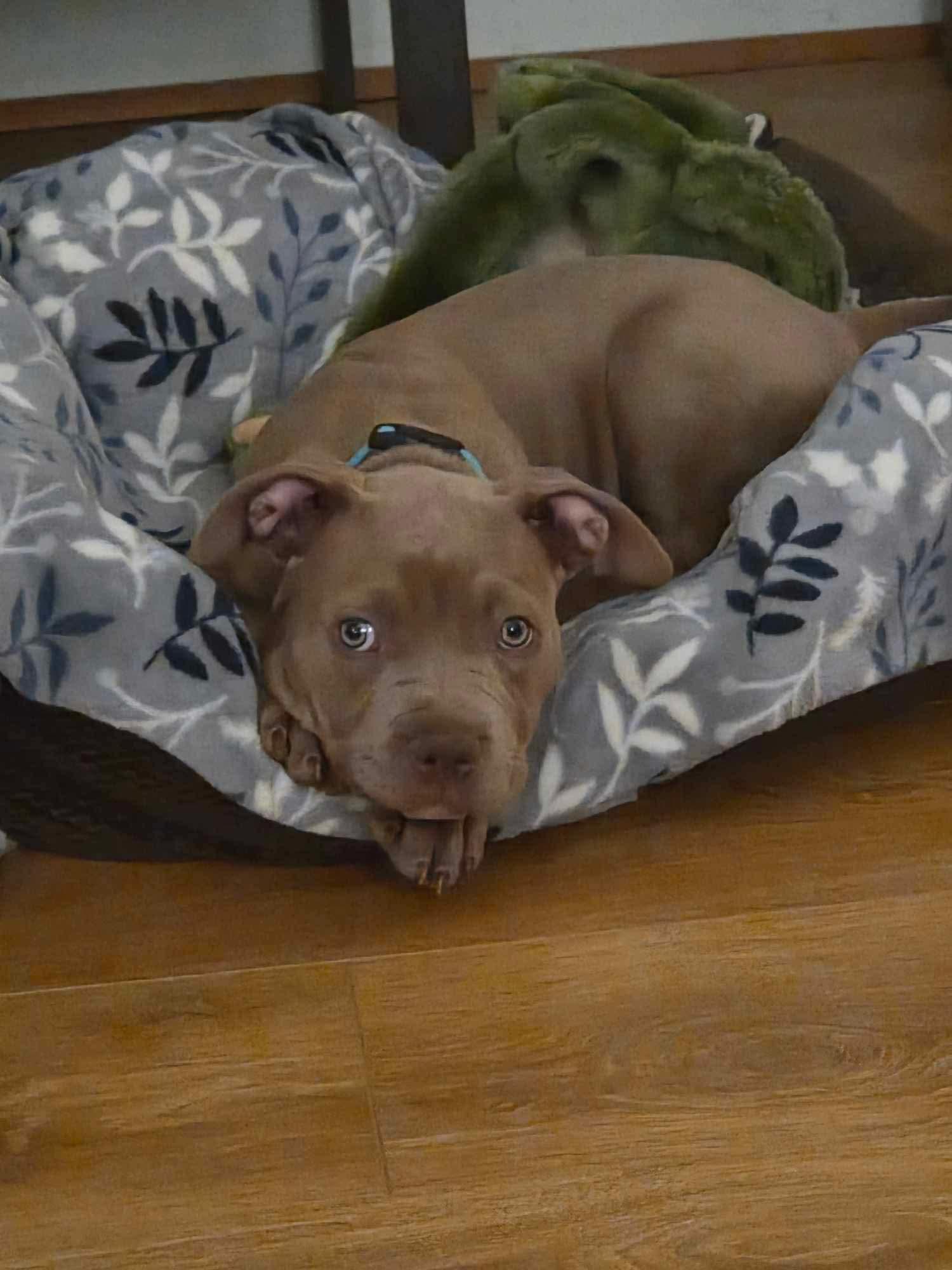 Moki, ADOPTABLE, Puppy Female American Staffordshire Terrier.