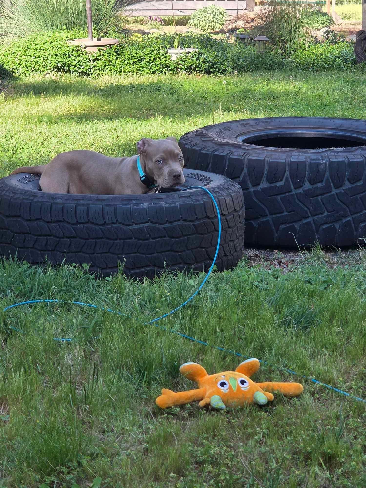 Moki, a ADOPTABLE American Staffordshire Terrier in Eugene, OR image 2/4