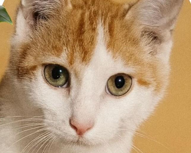 Enlarge Colby, an adopted Domestic Short Hair in Chico, CA image 1/1