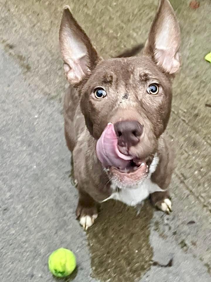 Taj, ADOPTABLE, Young Male Pit Bull Terrier.