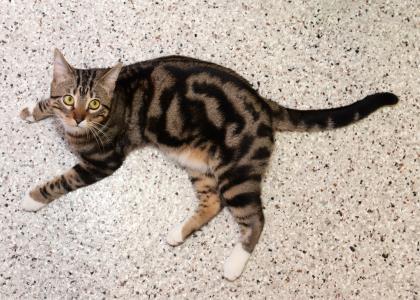 Aero, Adoptable, Adult Male Domestic Short Hair & Domestic Short Hair.
