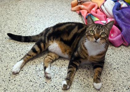 Aero, Adoptable, Adult Male Domestic Short Hair & Domestic Short Hair.