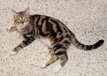 Enlarge Aero, a Adoptable mixed breed in Baton Rouge, LA image 1/2