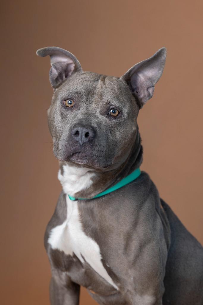 Cupid Shuffle, Adoptable, Adult Male Mixed Breed.