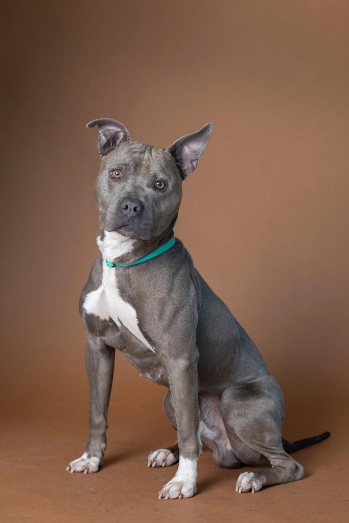 Enlarge Cupid Shuffle, a Adoptable Mixed Breed in Dearborn, MI image 2/2