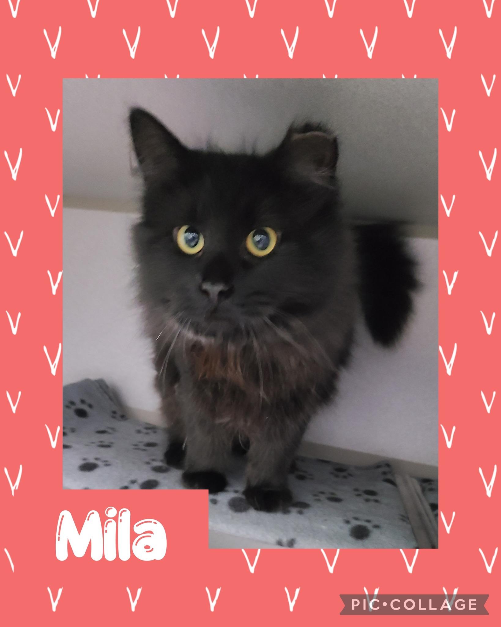 Mila, an adoptable Domestic Long Hair in Iron River, MI, 49935 | Photo Image 1