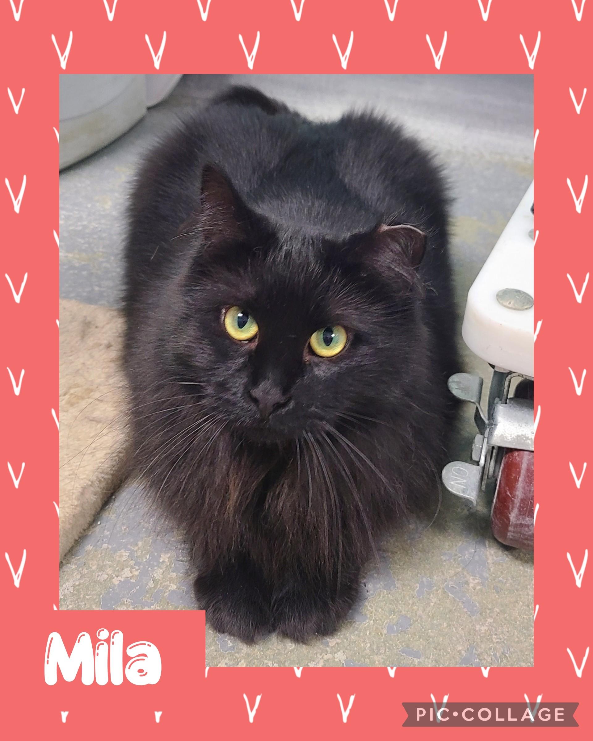 Mila, an adoptable Domestic Long Hair in Iron River, MI, 49935 | Photo Image 1