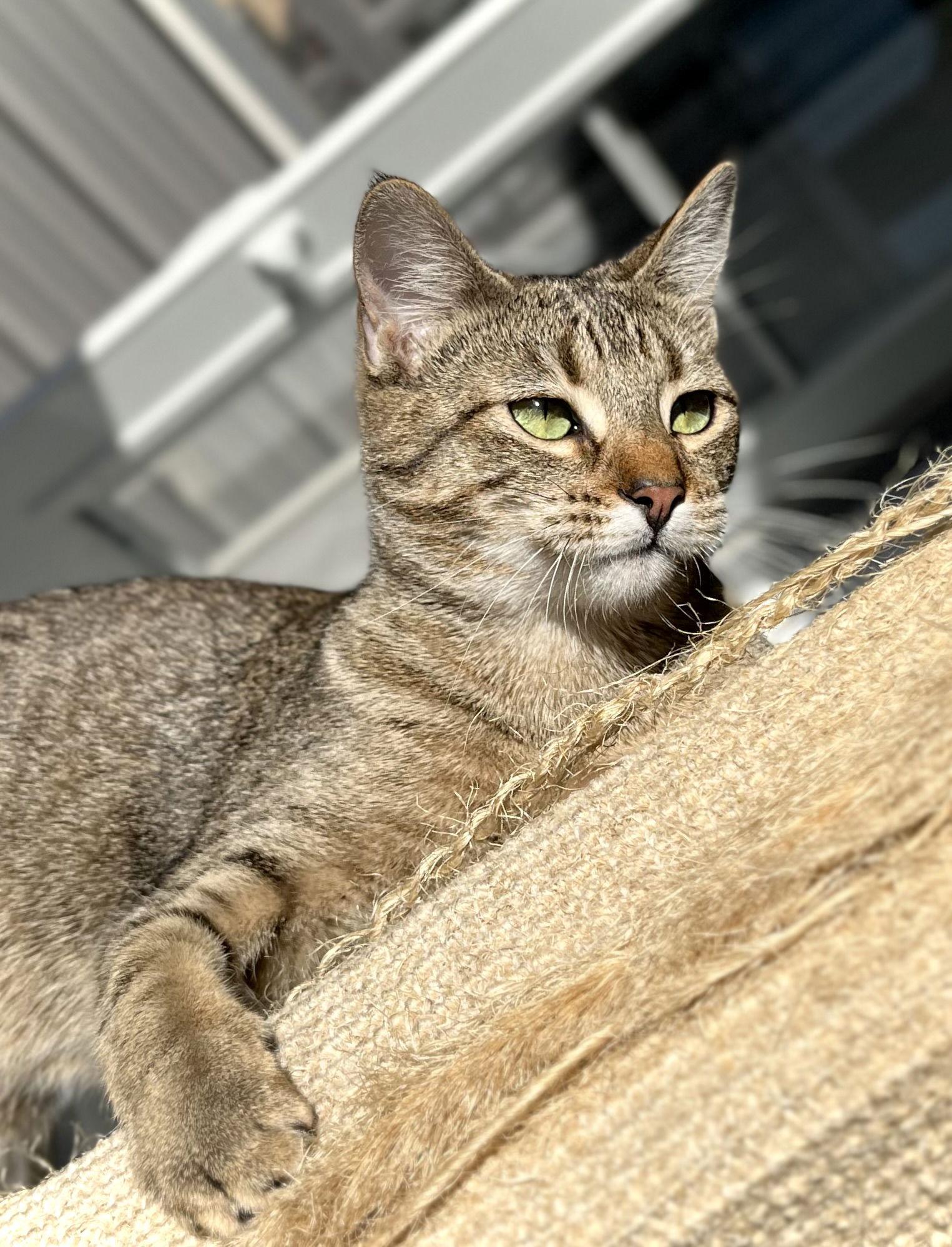 Estelle — thumbnail 2