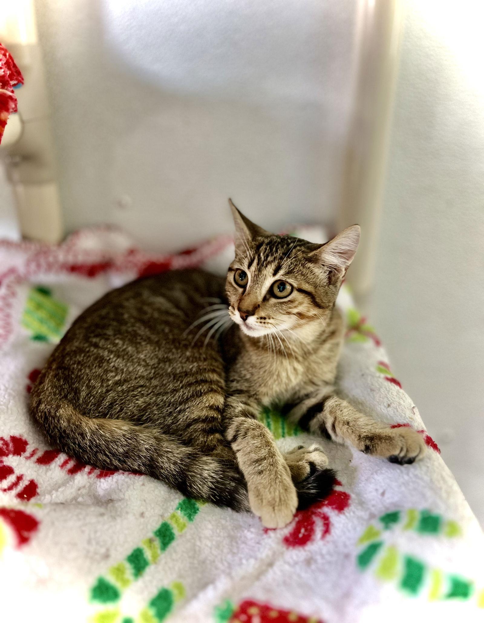 Estelle — thumbnail 3