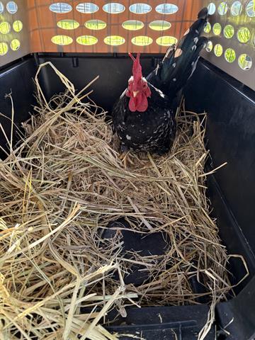 Enlarge PIPPIN, a Adoptable Chicken in San Martin, CA image 1/1