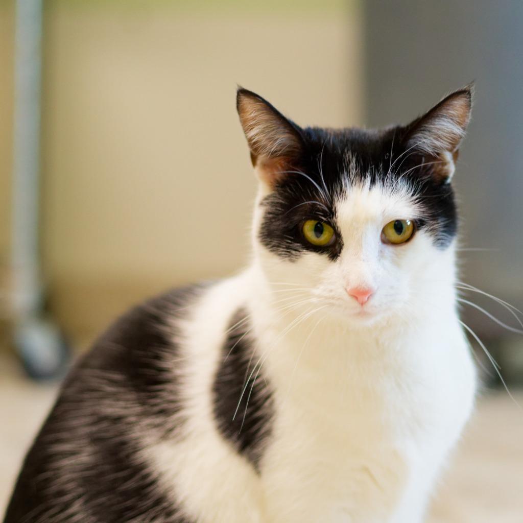 Astrid, Adoptable, Kitten Female Domestic Short Hair.