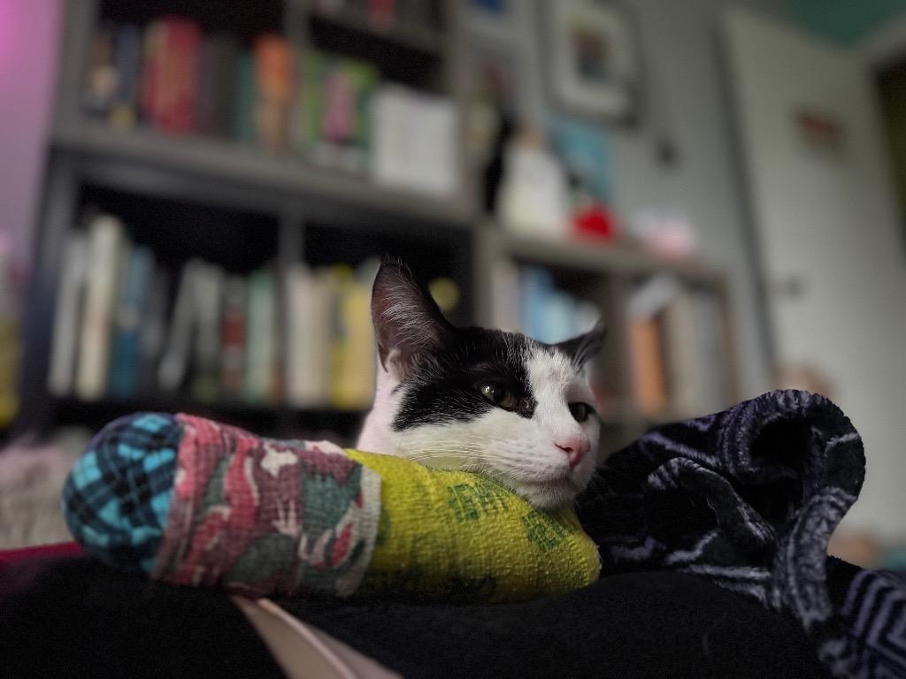 Astrid, Adoptable, Kitten Female Domestic Short Hair.