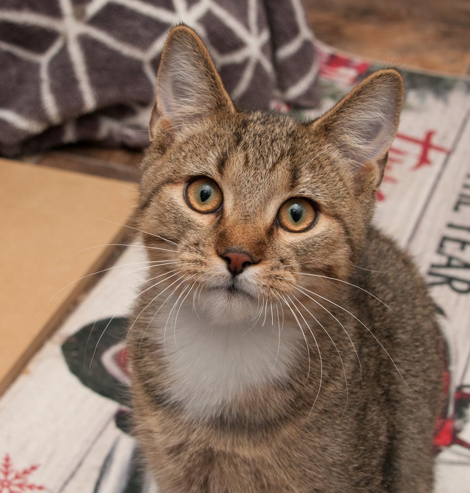 Fisher (gets adopted with his momma, Sailor), an adoptable Tabby in Westminster, CO image 1/4