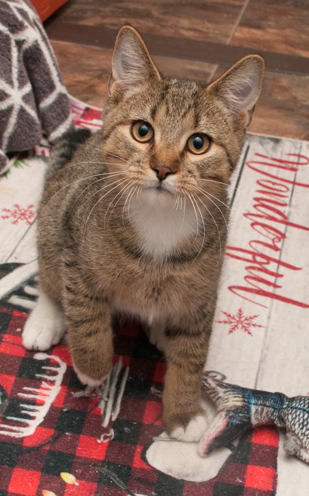 Fisher (gets adopted with his momma, Sailor) — thumbnail 2