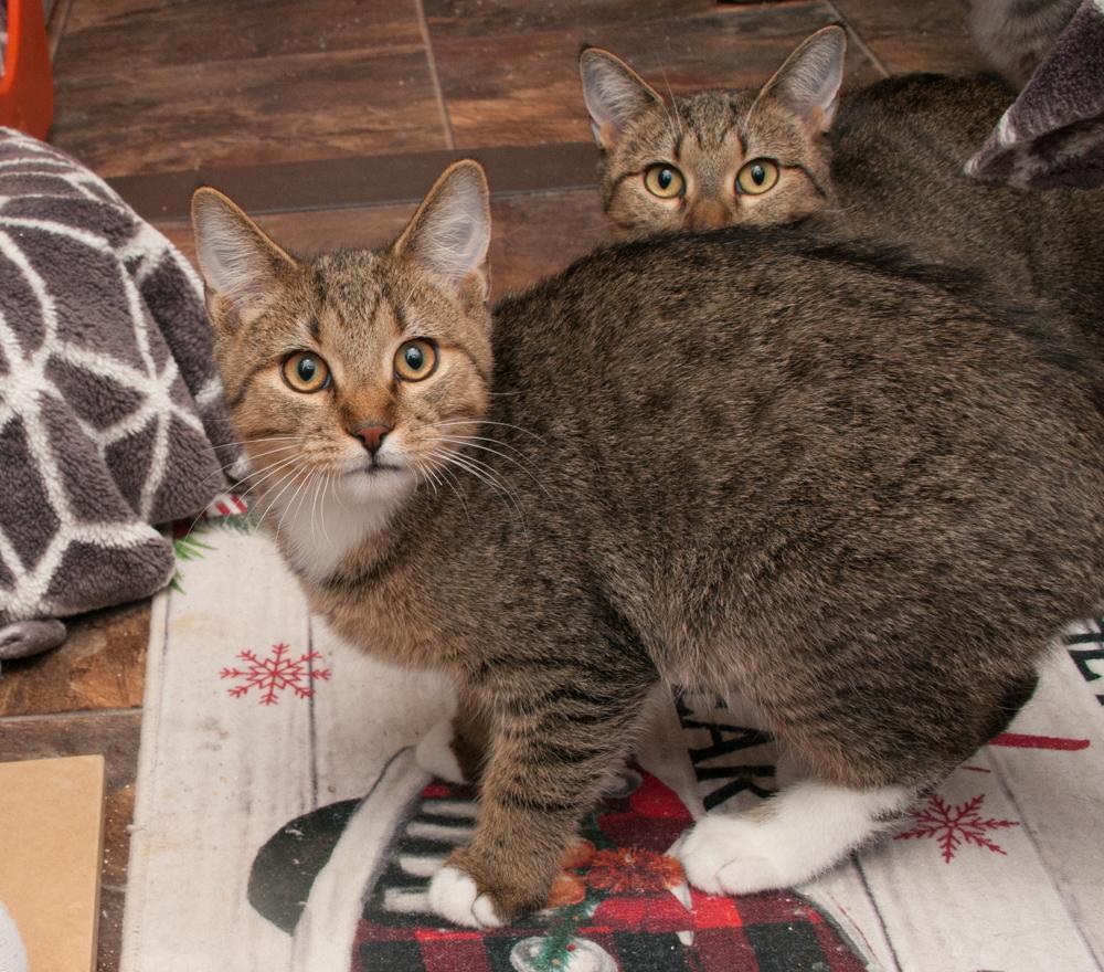 Fisher (gets adopted with his momma, Sailor) — thumbnail 3