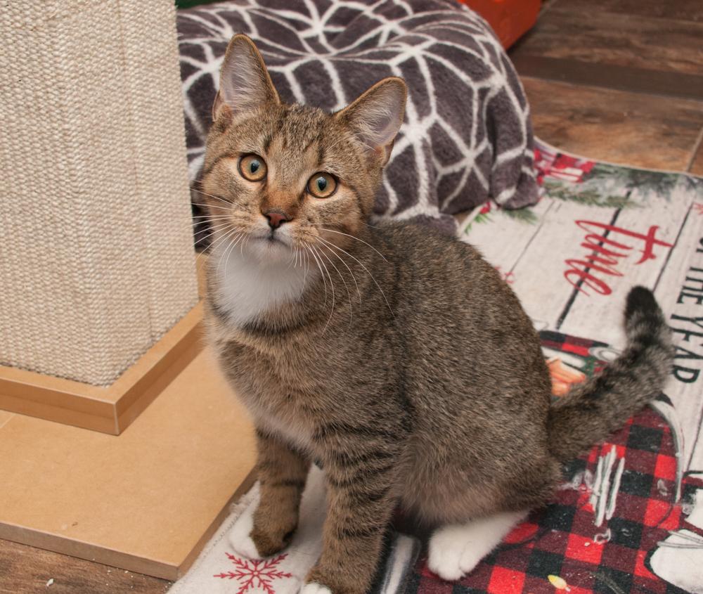 Fisher (gets adopted with his momma, Sailor), an adoptable Tabby in Westminster, CO image 4/4
