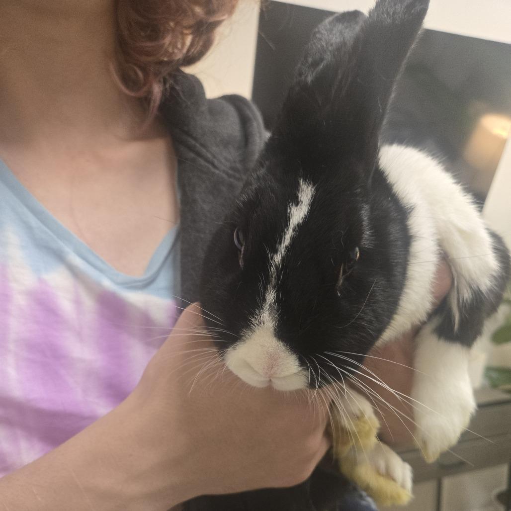 Bella, Adoptable, Adult Female Dutch & Mini Rex.