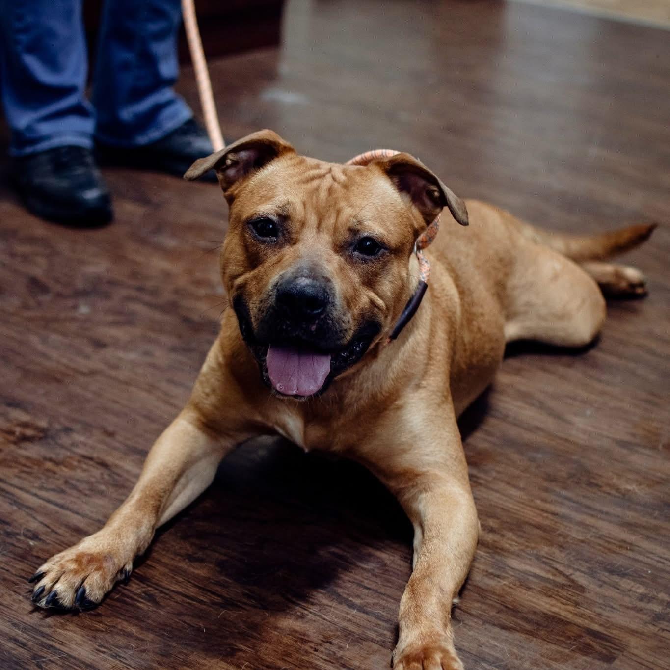 Atari, Adopted, Adult Male Bullmastiff & Pit Bull Terrier.