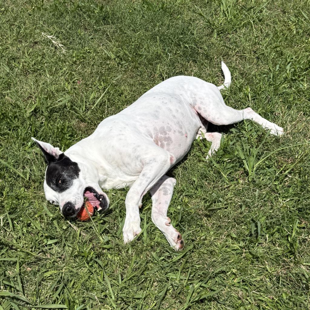 Oakley, a Adoptable mixed breed in Brenham, TX image 5/6