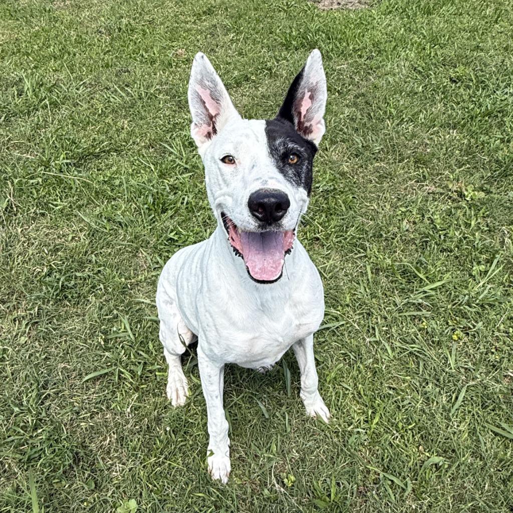 Oakley, a Adoptable mixed breed in Brenham, TX image 2/6