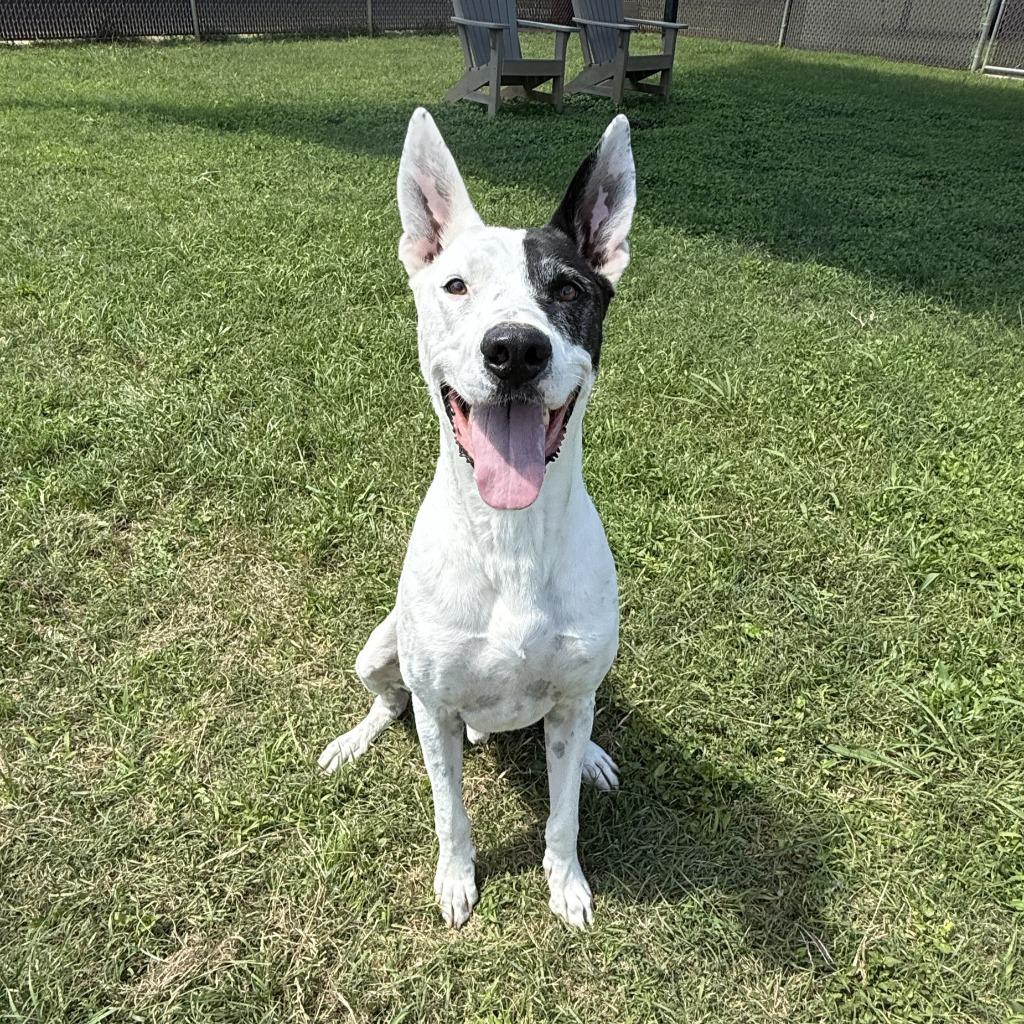 Oakley, a Adoptable mixed breed in Brenham, TX image 4/6